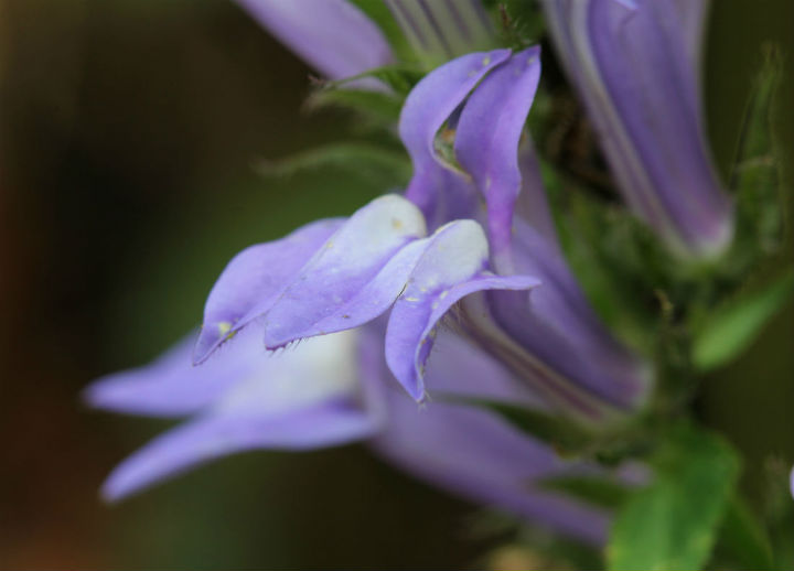 Great Blue Lobelia